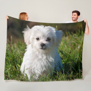 MANTA POLAR MALTESE PUPPY