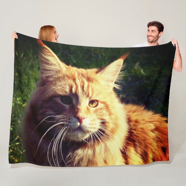 Manta Polar Mane Coon (In situ)