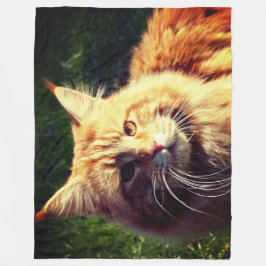 Manta Polar Mane Coon