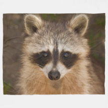 Mapache