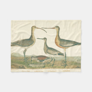 Manta Polar Marsh Bird Curlew Snipe Birding