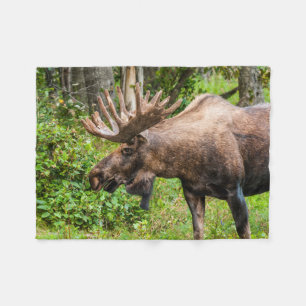 Manta Polar Moose   Península de Kenai, Alaska