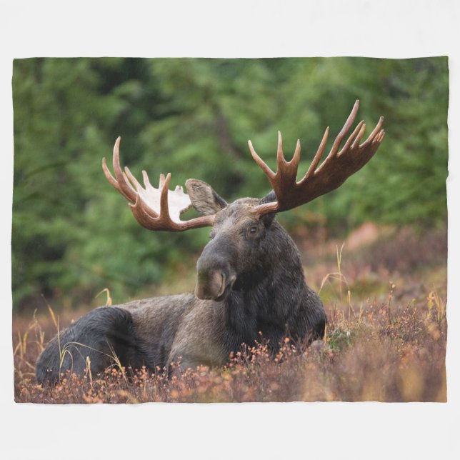 Manta Polar Moose, Wild Animal, Foto, Personalizado (Frente (Horizontal))