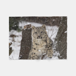 Manta Polar Onza Cub