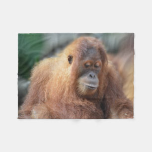 Manta Polar Orangután lindo