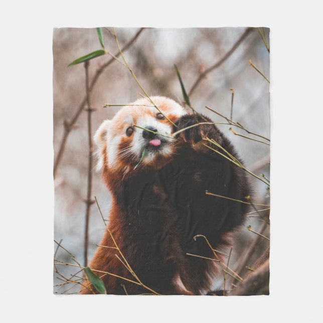 MANTA POLAR OSO CUTE KOALA (Anverso)