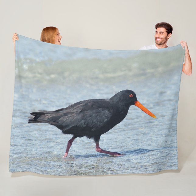 MANTA POLAR OYSTERCATCHER (In situ)