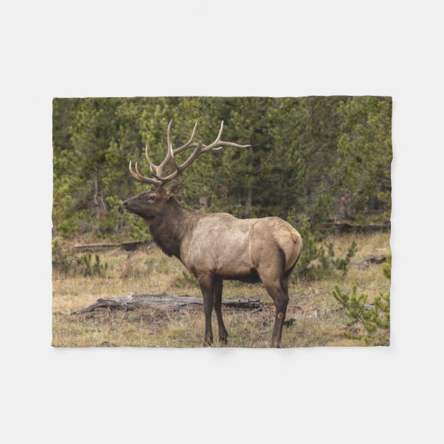 Manta Polar Parque nacional Bull Elk Yellowstone, Wyoming (Frente (Horizontal))