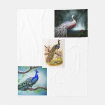 Peacock con esperanza