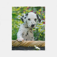 Perrito dálmata lindo del perro, cómodo