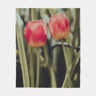 MANTA POLAR PINK TULIPS IN BLOOM