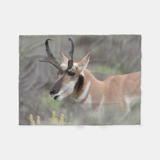 Manta Polar Pronghorn Antelope Buck | Grandes tetones (Frente (Horizontal))