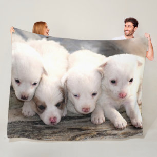 MANTA POLAR PUPPIES