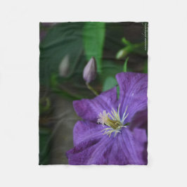 Manta Polar Purple Clematis