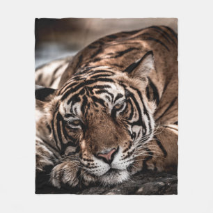 Manta Polar ranthambore macho salvaje tigre retrato de imagen