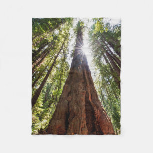 Manta Polar Redwoods imponentes