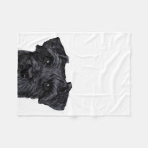 Schnauzer negro
