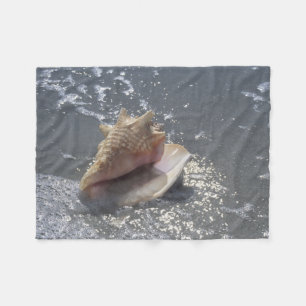 Manta Polar Seashell en la isla de la playa el Sanibel, la