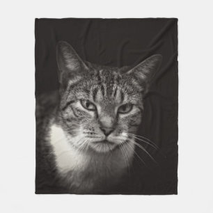 MANTA POLAR SILVER TABBY CAT