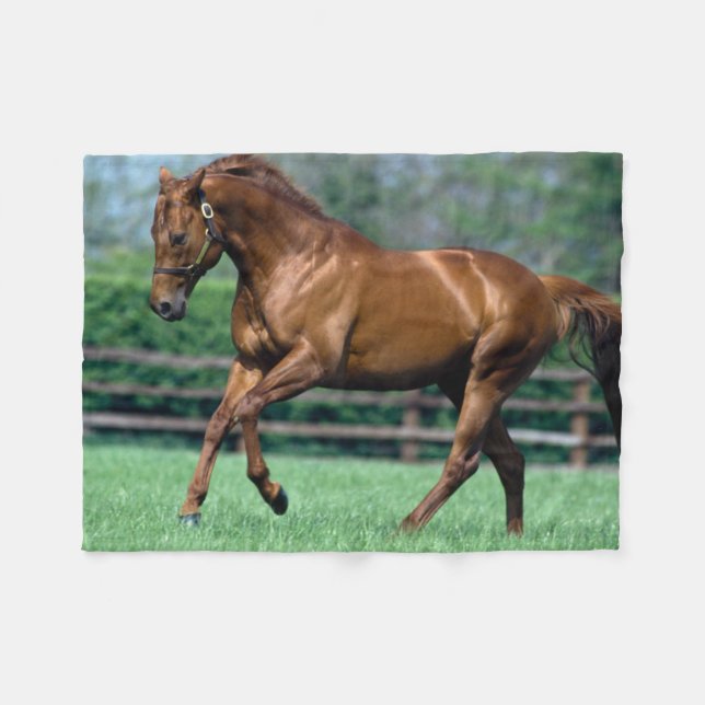 Manta Polar Stallion arado, Irlanda (Frente (Horizontal))