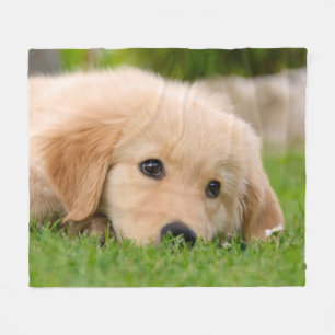 Manta Polar Sueño lindo del perrito del golden retriever,