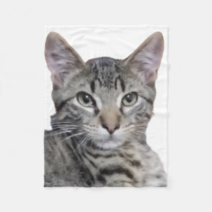 Manta Polar Tabby Kitten