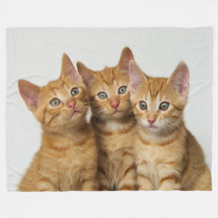 Manta Polar Tres adorables retratos de ginger gatitos lado a l