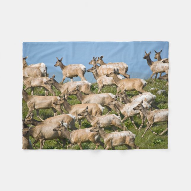 Manta Polar Tule Elk| Point Reyes National Seashore, CA (Frente (Horizontal))