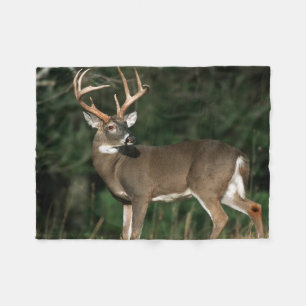 Manta Polar White-tailed Deer   Tennessee