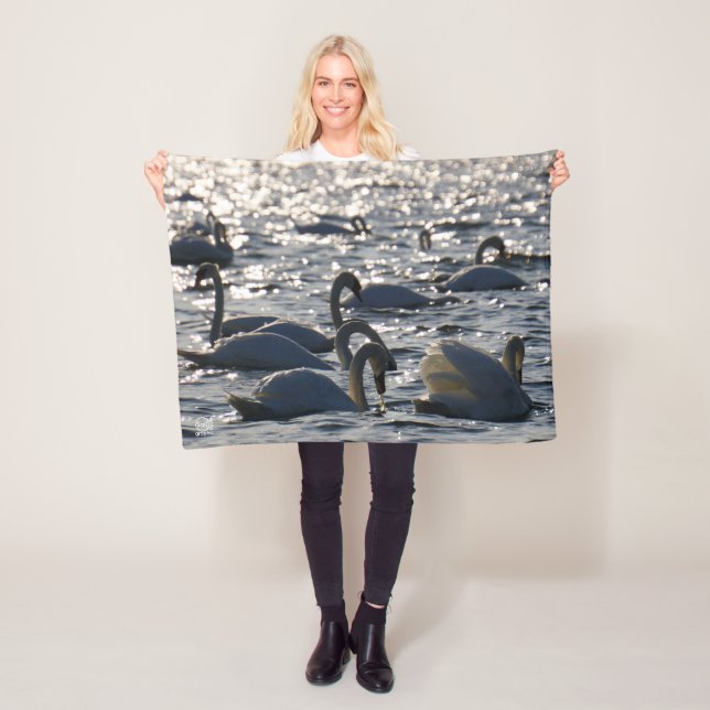 Manta Polar Zwanen in een groep op het water met glinsterend z (In situ)