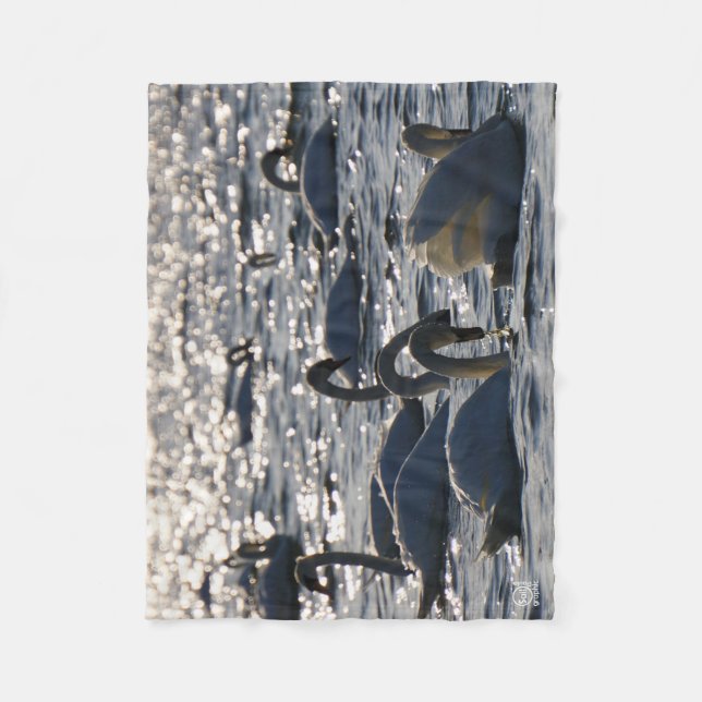 Manta Polar Zwanen in een groep op het water met glinsterend z (Anverso)