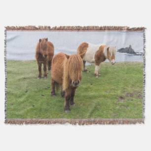 Manta Poni de Shetland en pastizal cerca de acantilados