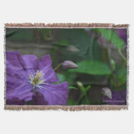 Manta Purple Clematis
