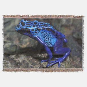 Manta Rana de envenenamiento azul, Rana azul brillante