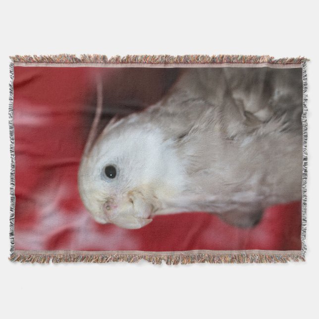 Manta Reeples (Anverso)