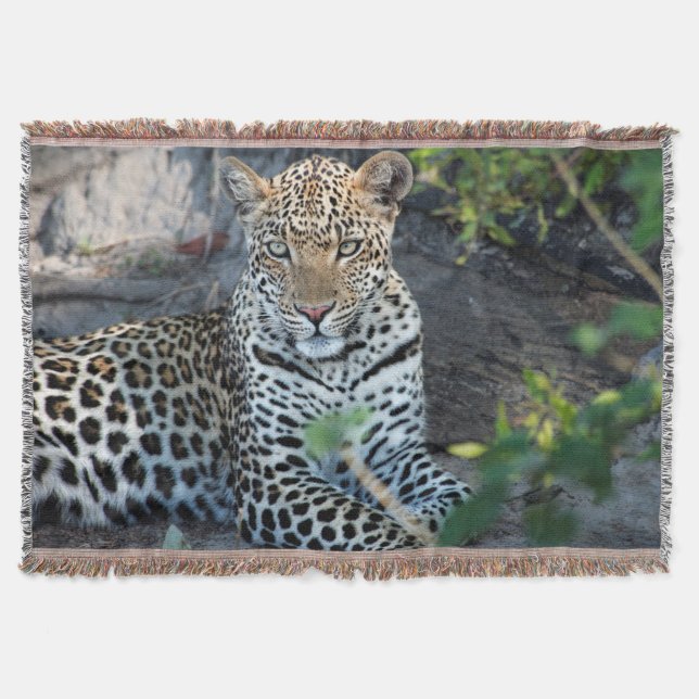 Manta retrato de leopardo sentado en primer plano (Anverso)