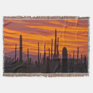 Manta Saguaro, puesta de sol, Parque Nacional Saguaro