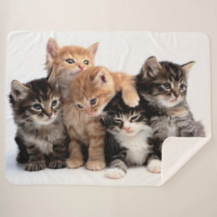 MANTA SHERPA 5 PEQUEÑOS KITTENS