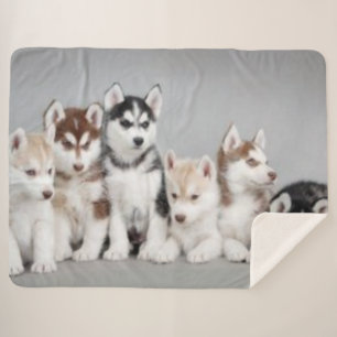 MANTA SHERPA 6 PERRITOS FORNIDOS