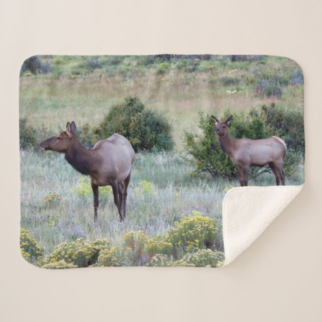 Manta Sherpa Alce Americano | Colorado (Anverso (horizontal))
