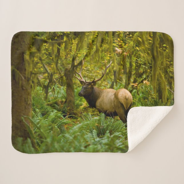 Manta Sherpa Alce de Roosevelt toro (Anverso (horizontal))