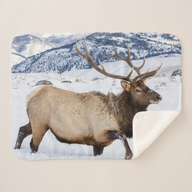 Manta Sherpa Alce macho | Wyoming (Anverso (horizontal))