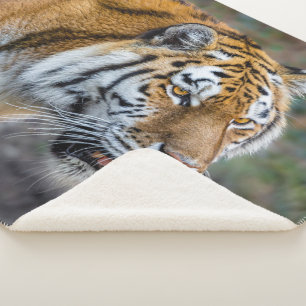 Manta Sherpa Amur tiger