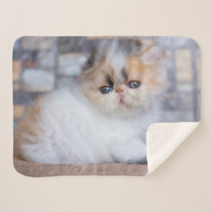 Manta Sherpa Animales de bebé más afectados Calico Persian Ki