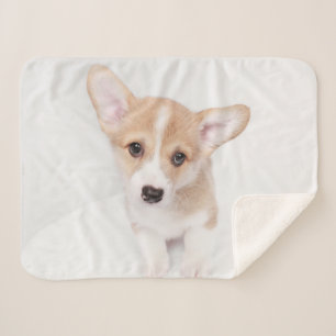 Manta Sherpa Animales de bebé más afectados   Joven Corgi Puppy