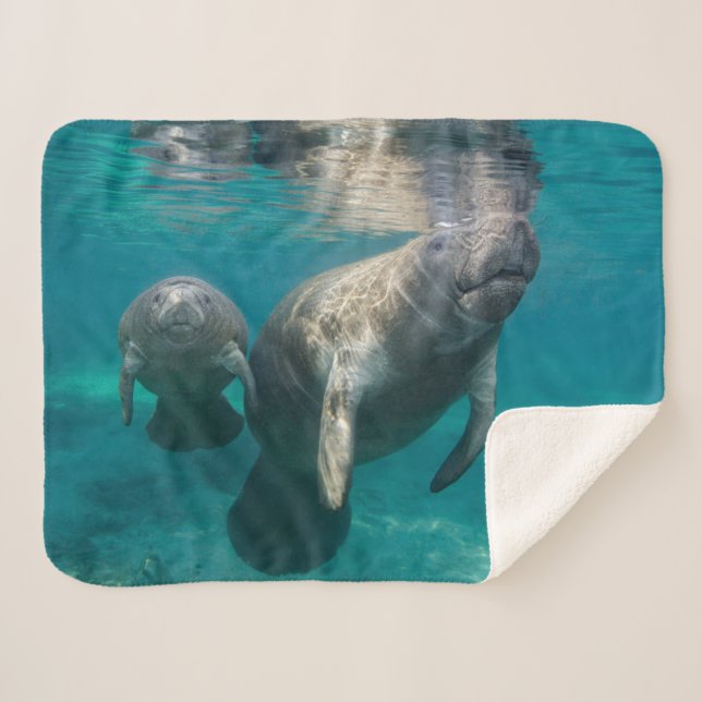 Manta Sherpa Animales de bebé más afectados | Manatee & Baby (Anverso (horizontal))