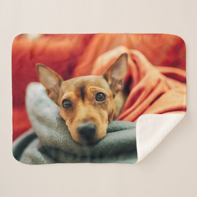 Manta Sherpa Animales de bebé más afectados | Pinscher en minia (Anverso (horizontal))