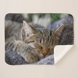 Manta Sherpa Animales de bebé más afectados Tabby Kitten Slee