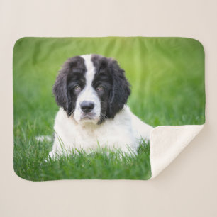 Manta Sherpa Animales de bebé más afectados   Tubería de Terran