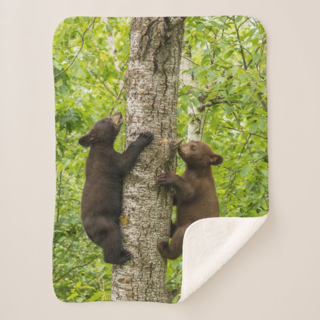 Manta Sherpa Black Bear Cubs Climbing Tree (Anverso)